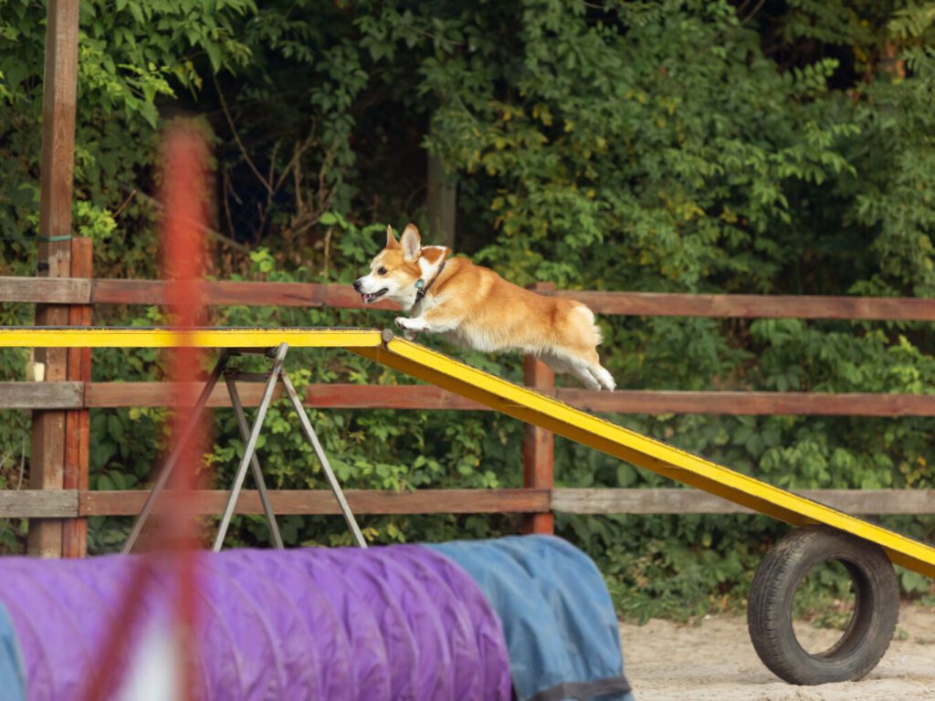 Evento pet em Natal oferece vacinação, adoção e diversão gratuita