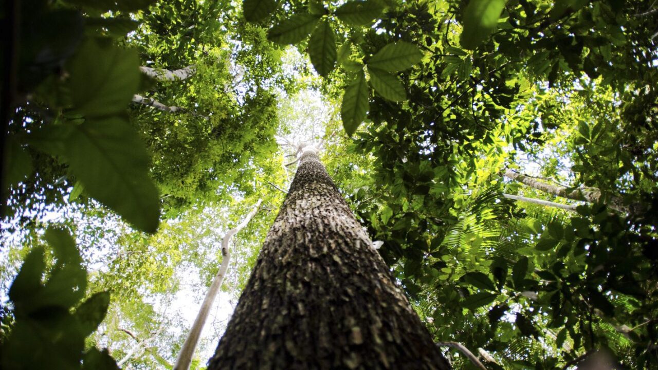 CNJ abre semana nacional de regularização fundiária na Amazônia