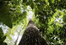 COP29 fecha acordo climático e chefe da ONU critica resultado