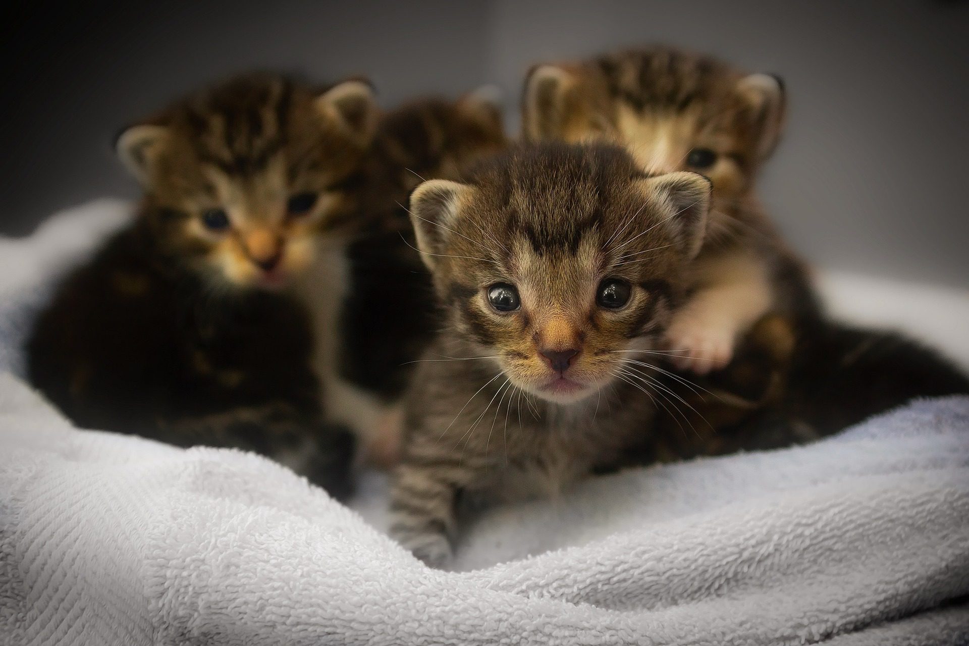 AdotePet: governo do RN cria programa para facilitar adoção de animais no Estado