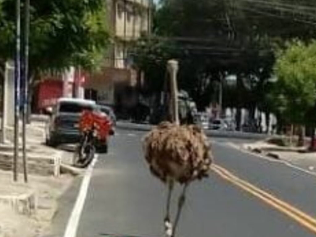 Avestruz e flagrado em avenida movimentada de Mossoro video viraliza nas redes sociais