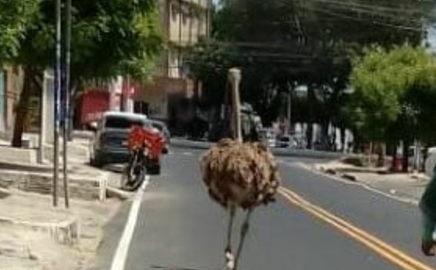 Avestruz e flagrado em avenida movimentada de Mossoro video viraliza nas redes sociais