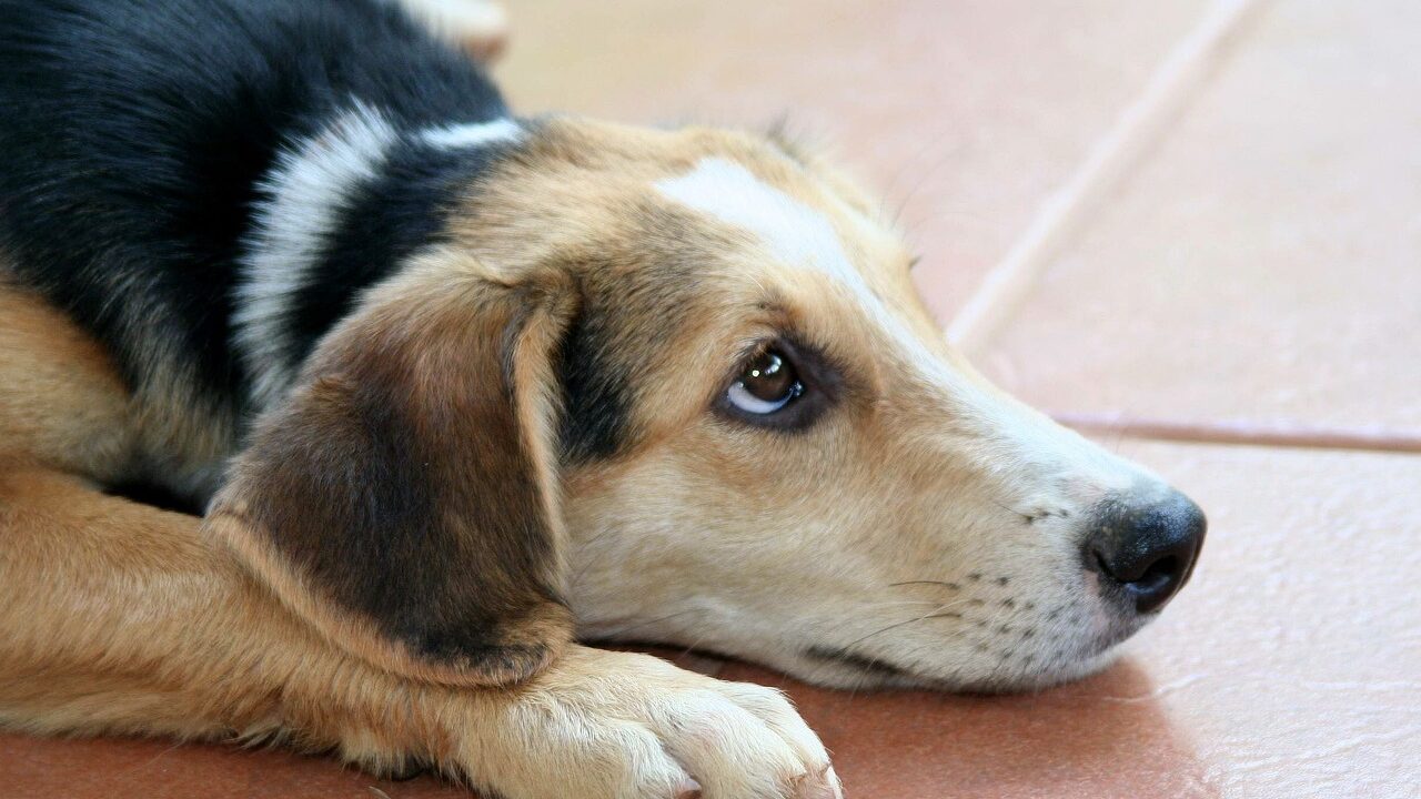 Como proteger os pets do estresse causado pelos fogos de artifício nas comemorações