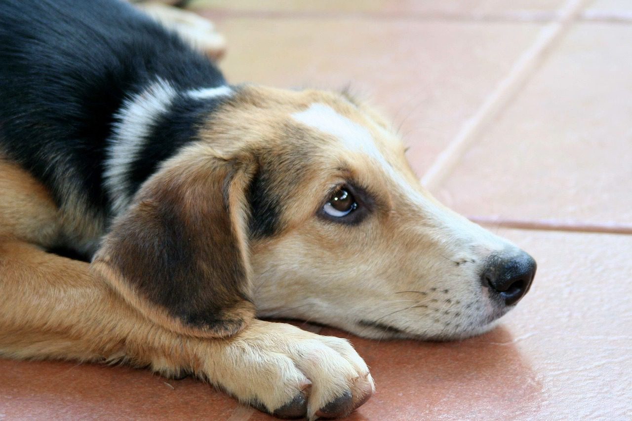 Como proteger os pets do estresse causado pelos fogos de artifício nas comemorações