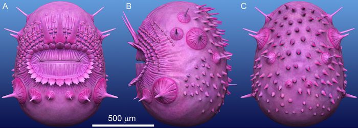 ViewsOfSaccorhytusCoronarius