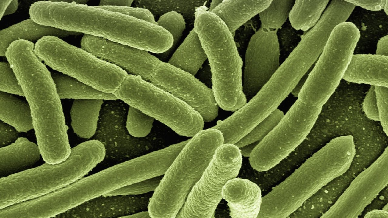 'Achilles Heel' of Drug-Resistant Bacteria Has Been Found, Scientists Say