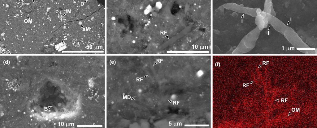 Asteroid Fragment Reveals Signs of Life, But It's Not What You Think