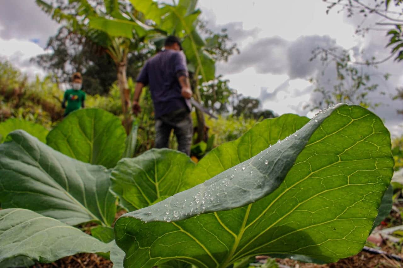 Audiência avalia a situação da extensão rural no Brasil