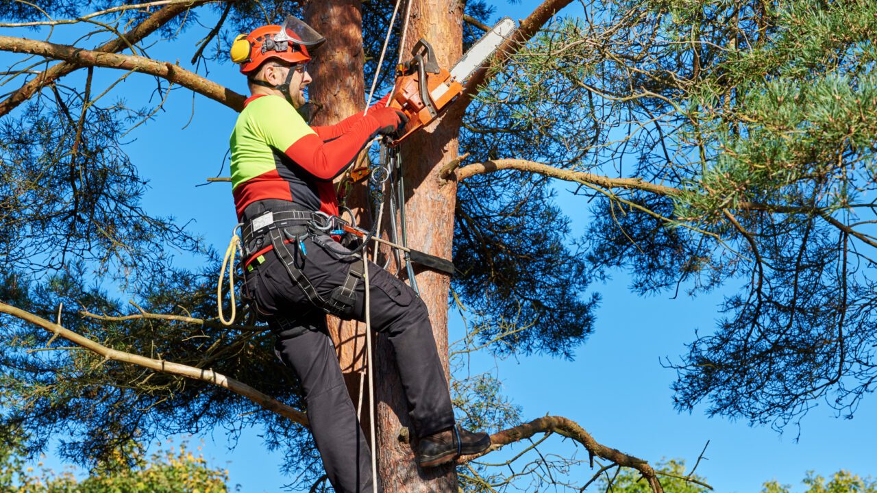 Audiência discute criação do dia do arborista