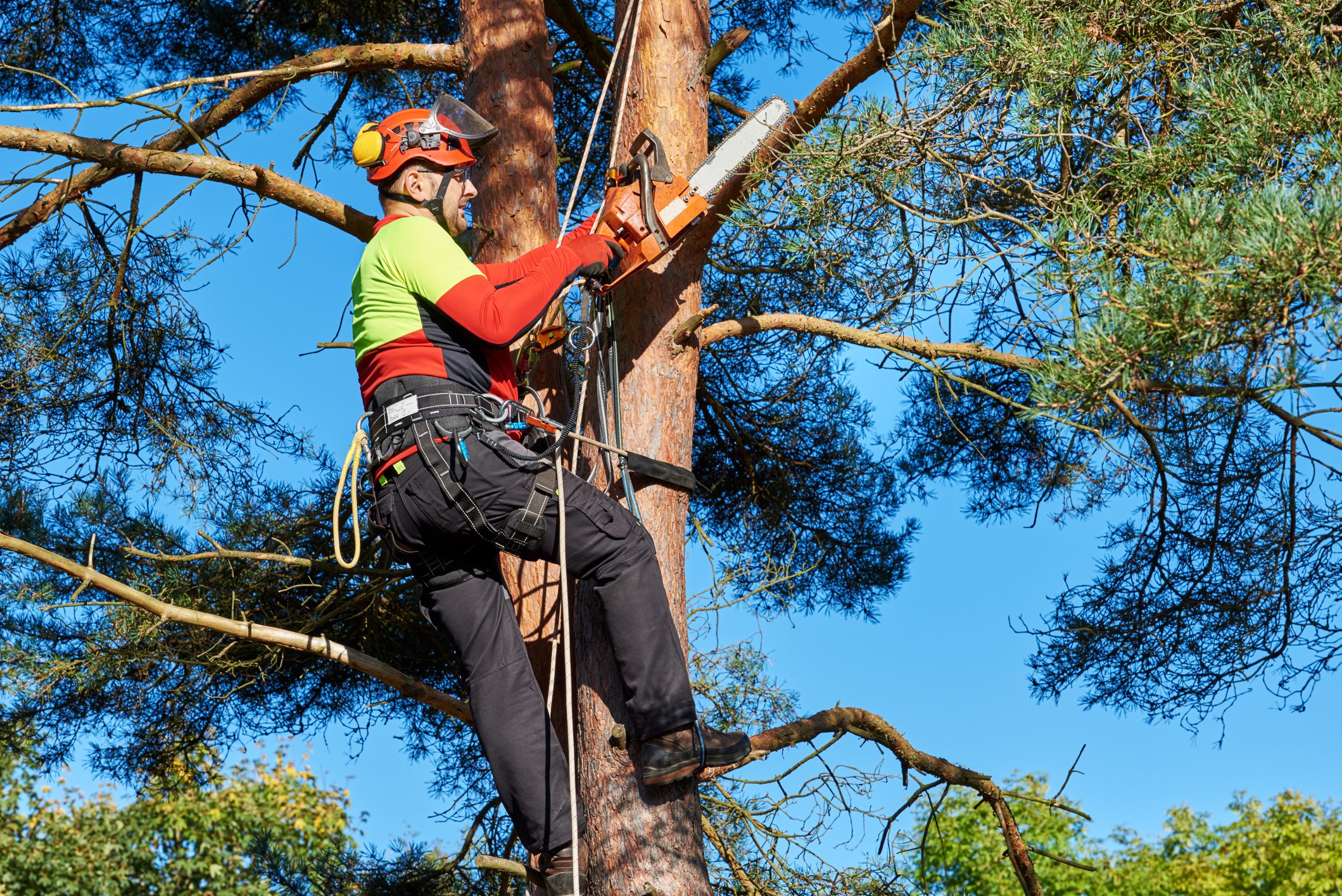 Audiência discute criação do dia do arborista