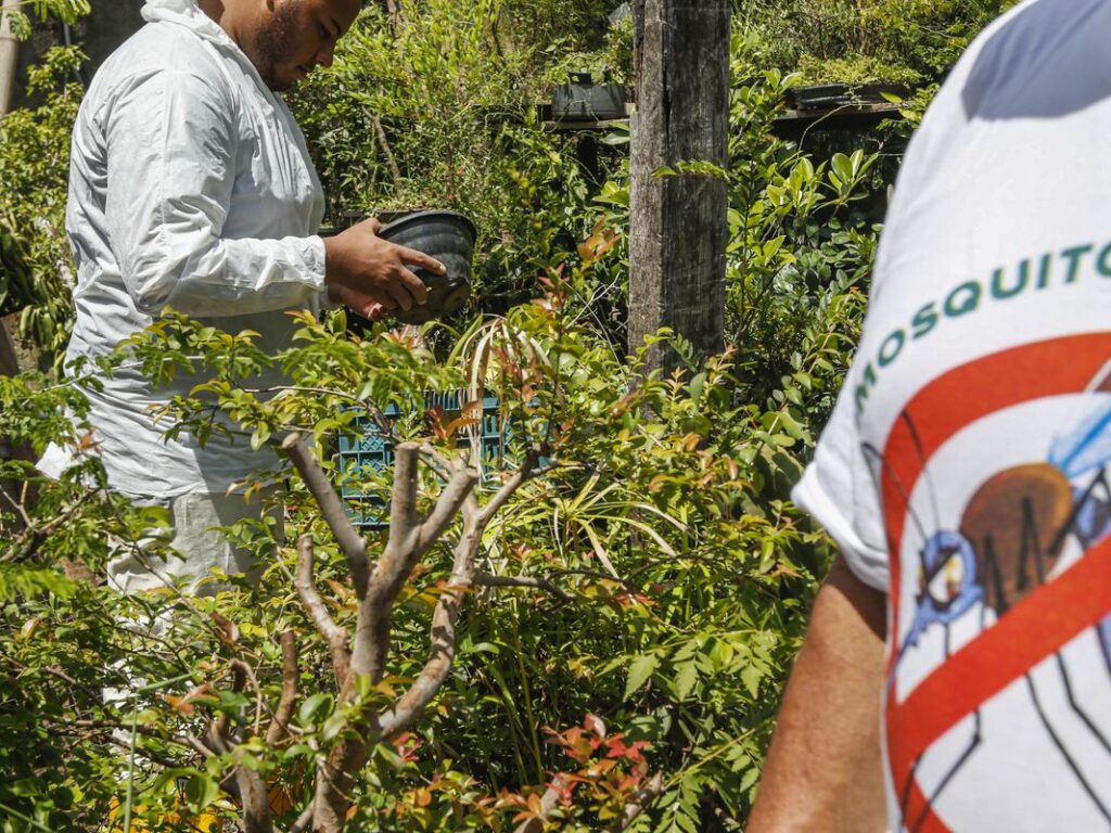 Brasil tem mais de 6,5 milhões de casos prováveis de dengue este ano