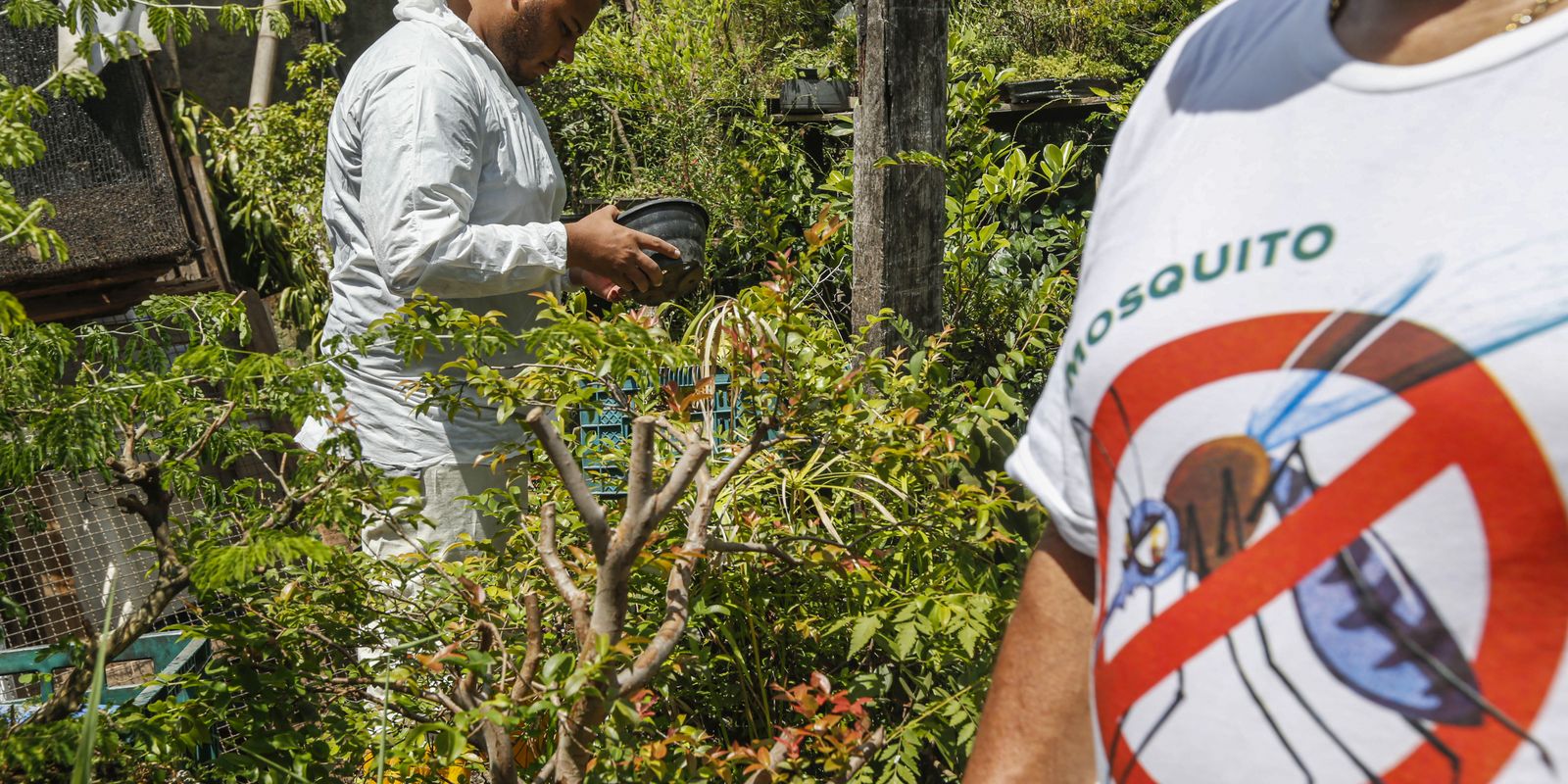 Brasil tem mais de 6,5 milhões de casos prováveis de dengue este ano