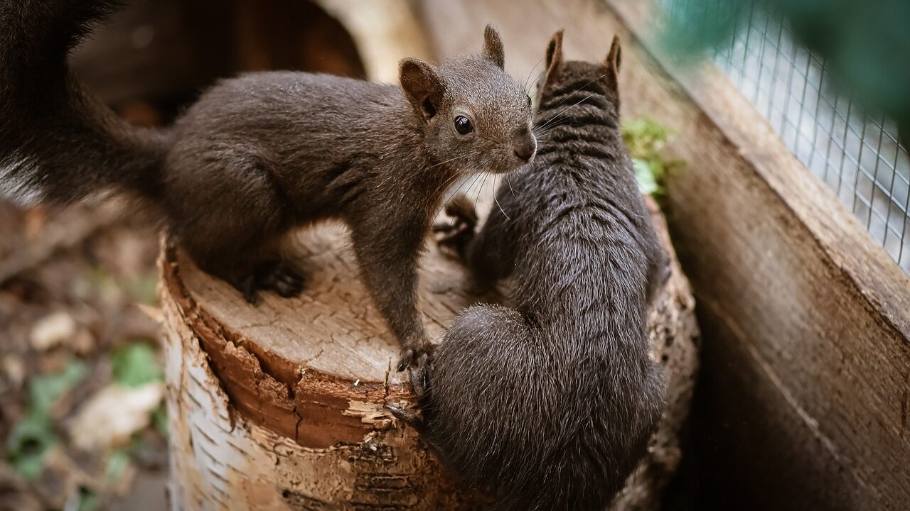 California Squirrels Have Developed a Taste For Meat in Surprise Discovery