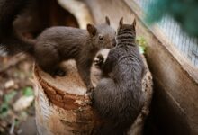 California Squirrels Have Developed a Taste For Meat in Surprise Discovery