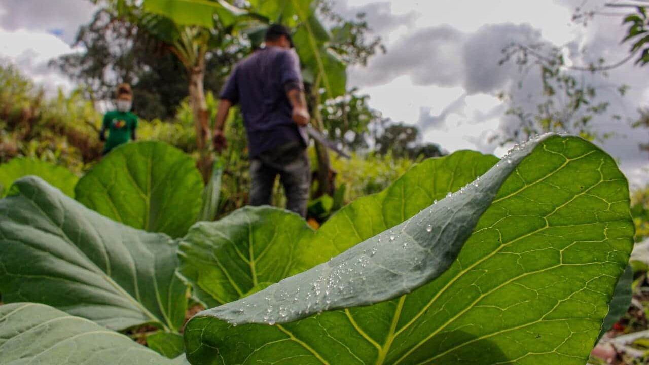 Comissão debate situação da extensão rural no Brasil