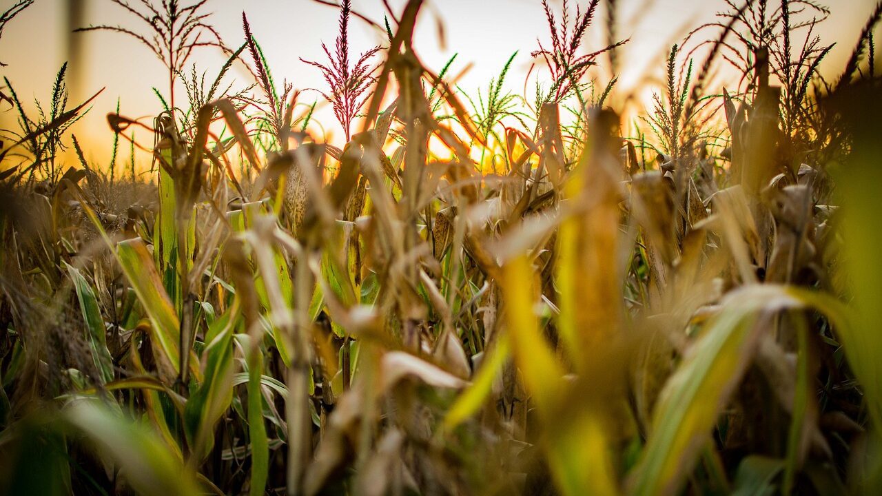 ELI Agro consolida avanços para a agropecuária potiguar em 2024