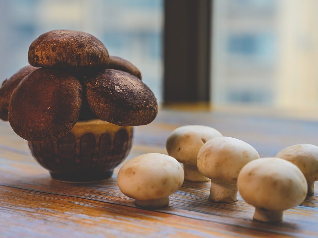 extrato de cogumelo Agaricus bisporus