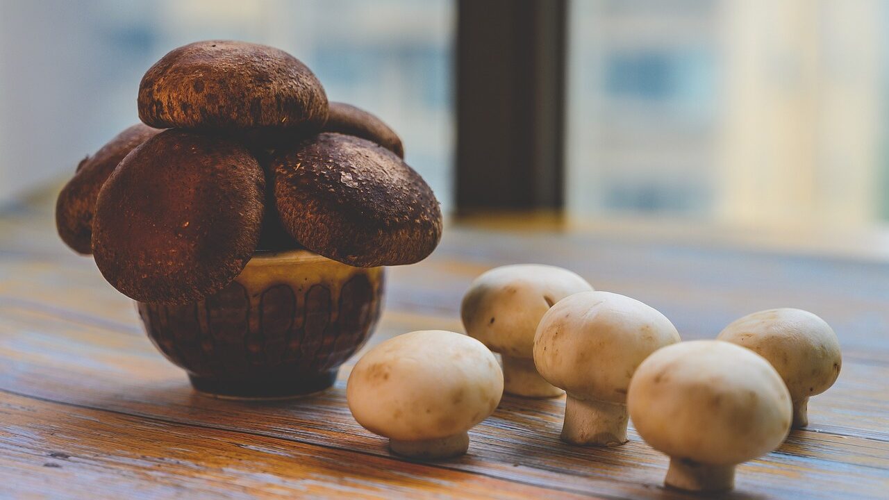 extrato de cogumelo Agaricus bisporus