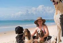 Férias chegam e trazem um dilema: viajar ou não com os pets?