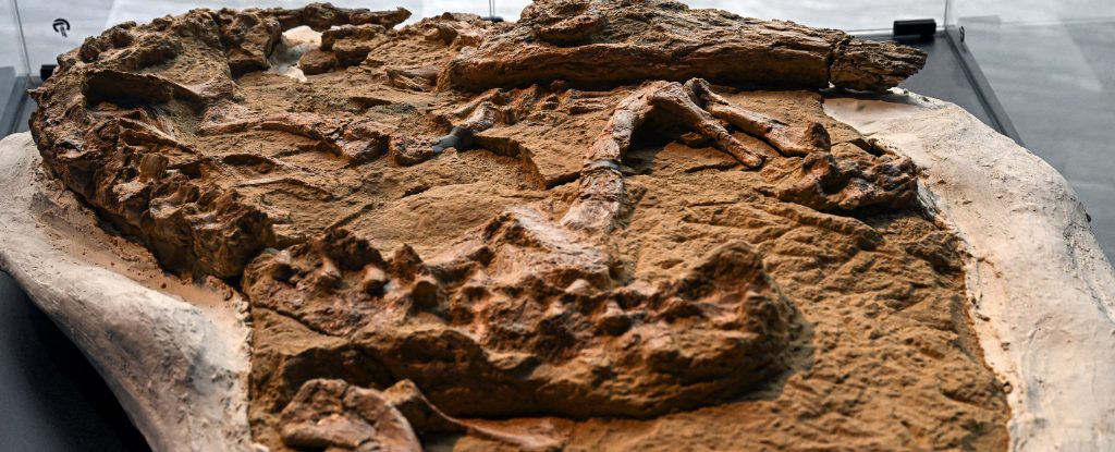 Incredible Fossil Preserves a Crocodile From 12 Million Years Ago