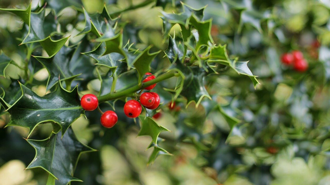 Mistletoe Actually Has a Surprisingly Powerful Healing Effect