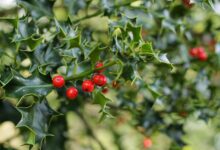 Mistletoe Actually Has a Surprisingly Powerful Healing Effect