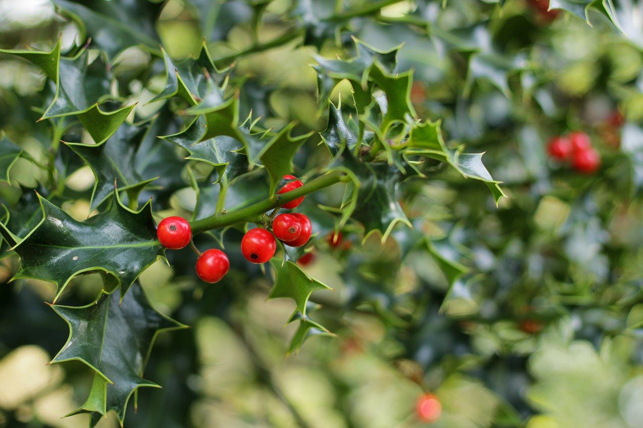 Mistletoe Actually Has a Surprisingly Powerful Healing Effect