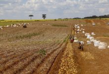 Regulamentação de bioinsumos é destaque em aprovações na área agrícola