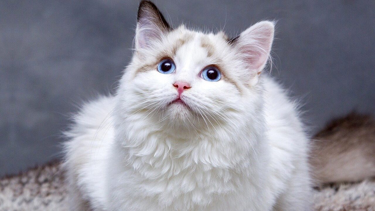 Scientists Developed a Questionnaire to Identify if Your Cat Is a Psychopath