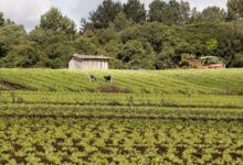 Seminário da Comissão de Legislação Participativa celebra o Dia do Extensionista Rural