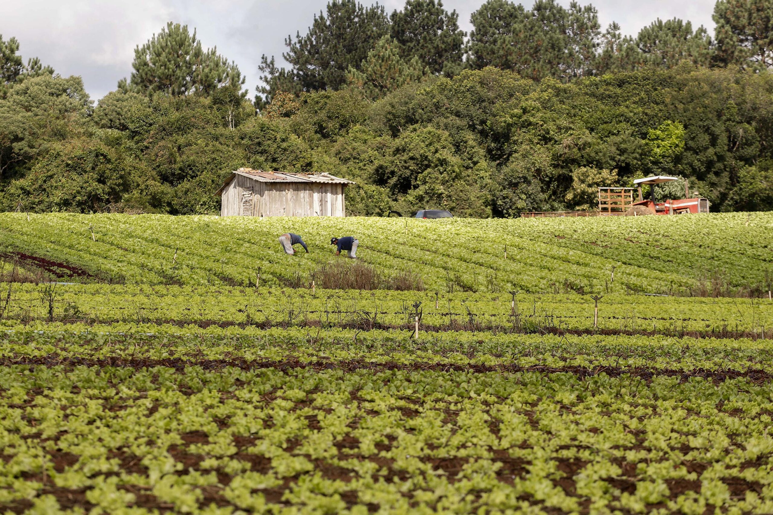 Seminário da Comissão de Legislação Participativa celebra o Dia do Extensionista Rural