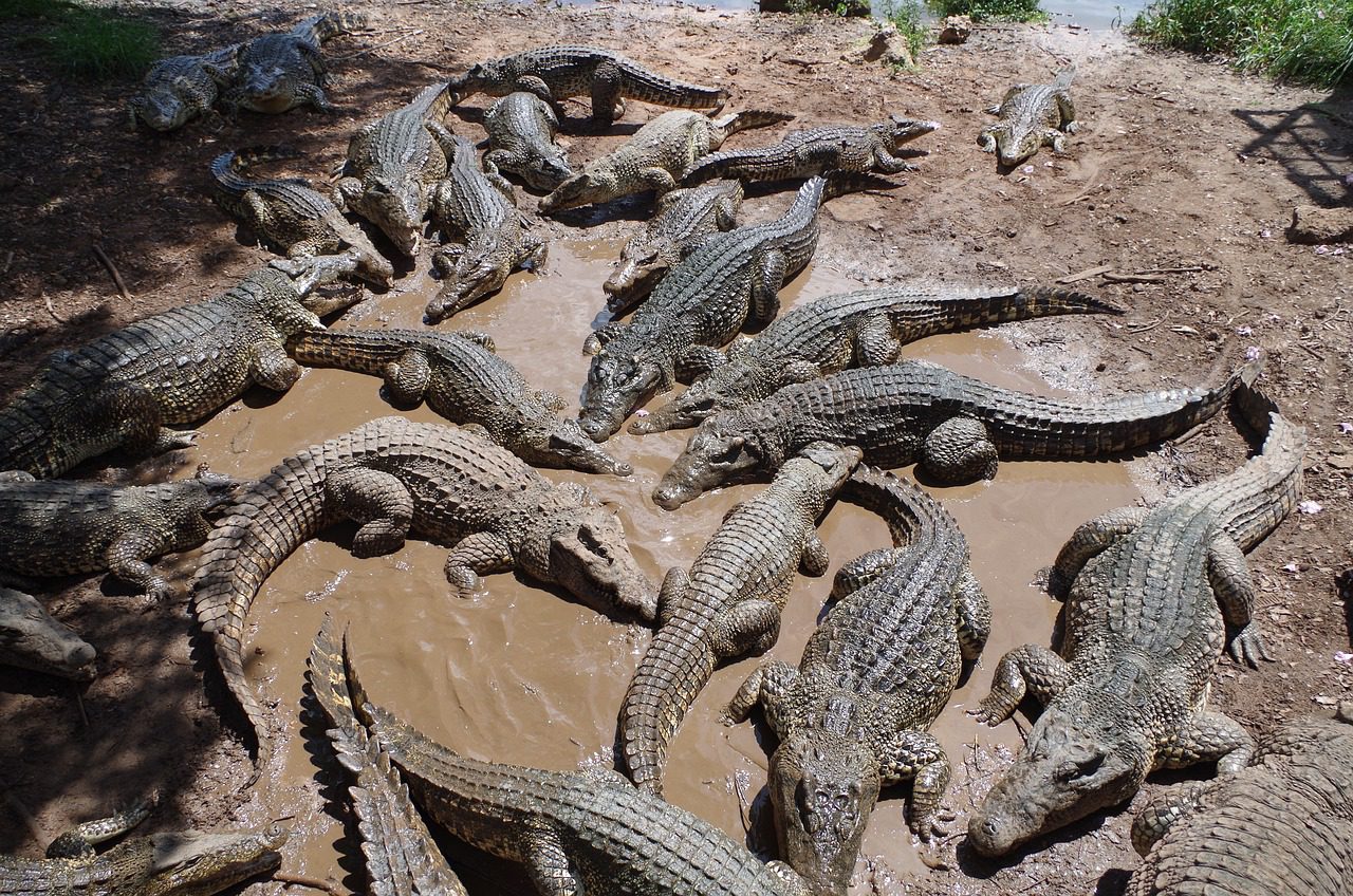 Study Reveals Surprising Force Behind Crocodiles' Bizarre Head Scales