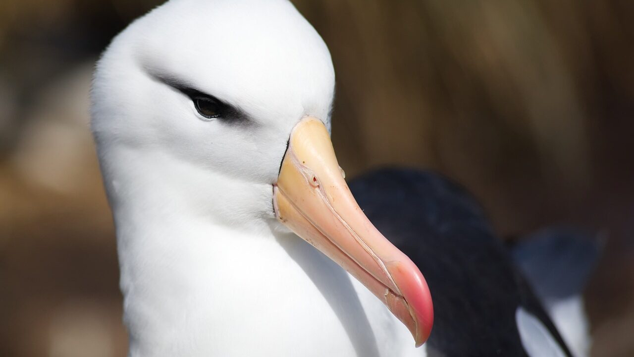 'World's Oldest Bird' to Become a Mom Yet Again, Laying Egg at 74