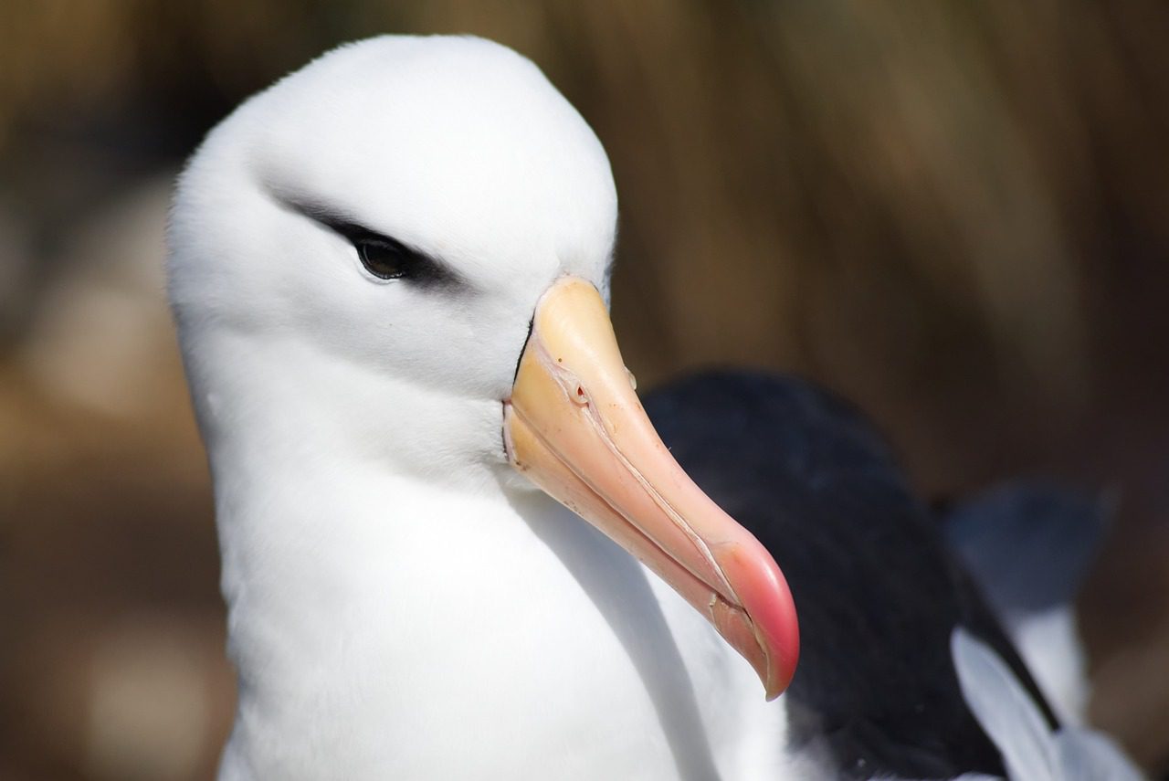 'World's Oldest Bird' to Become a Mom Yet Again, Laying Egg at 74