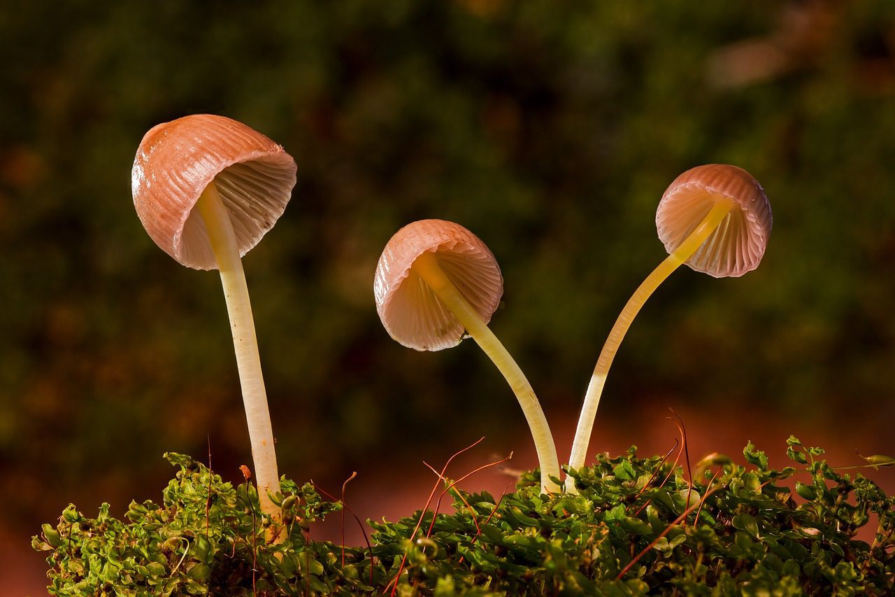 Your Sniffles Could Be a Sign of The Fungi Hidden in Your Nose