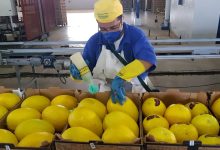 Exportações do RN disparam 42% em 2024, impulsionadas por combustíveis e frutas