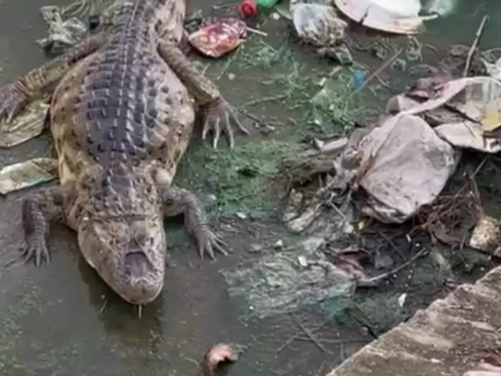 Jacaré habita lagoa poluída em Natal e preocupa moradores