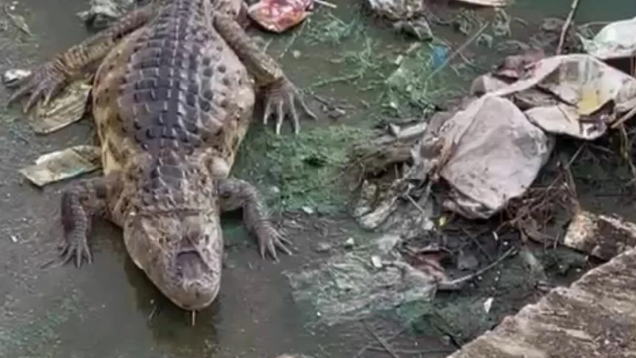 Jacaré habita lagoa poluída em Natal e preocupa moradores