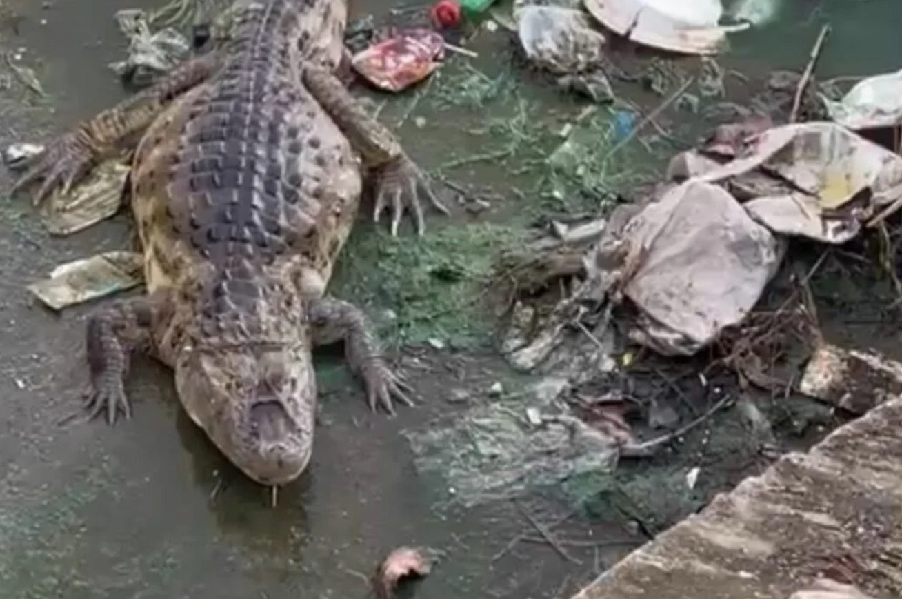 Jacaré habita lagoa poluída em Natal e preocupa moradores