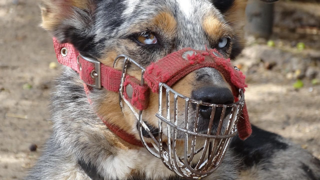 Projeto de lei no RN propõe uso obrigatório de focinheira para cães de grande porte