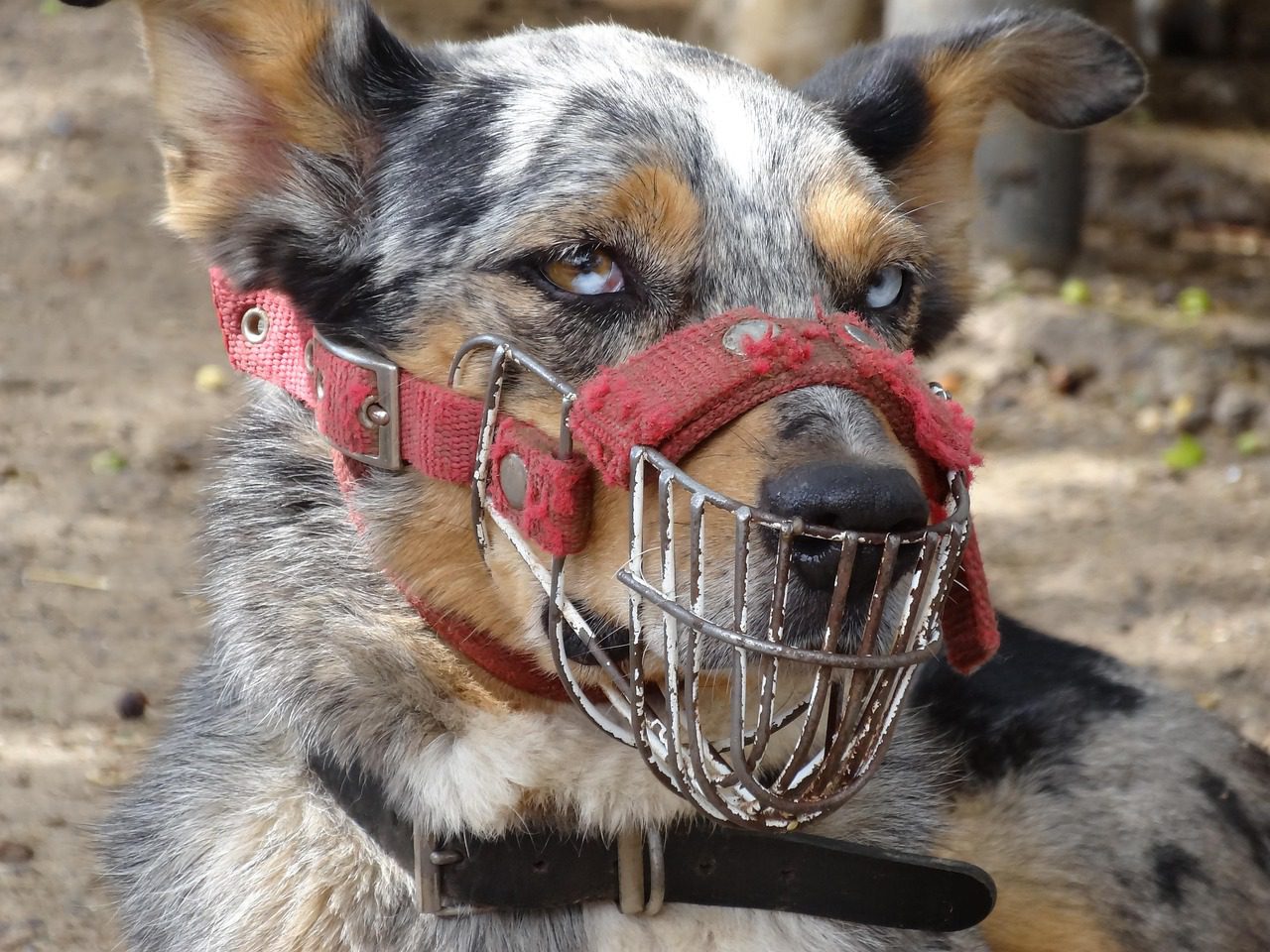 Projeto de lei no RN propõe uso obrigatório de focinheira para cães de grande porte