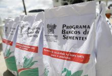 Rio Grande do Norte lança programa de sementes para agricultores familiares