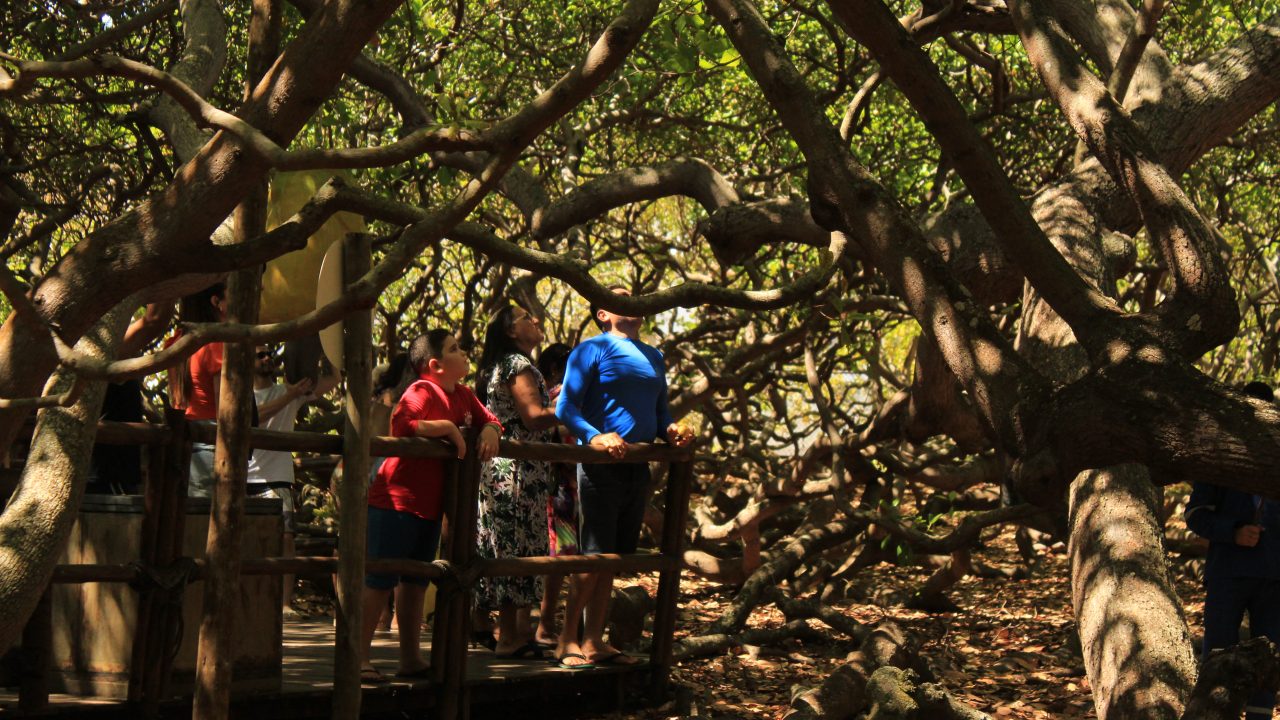 Parque das Dunas, Cajueiro de Pirangi e Mata da Pipa terão horários especiais no Carnaval