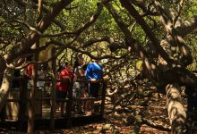 Parque das Dunas, Cajueiro de Pirangi e Mata da Pipa terão horários especiais no Carnaval