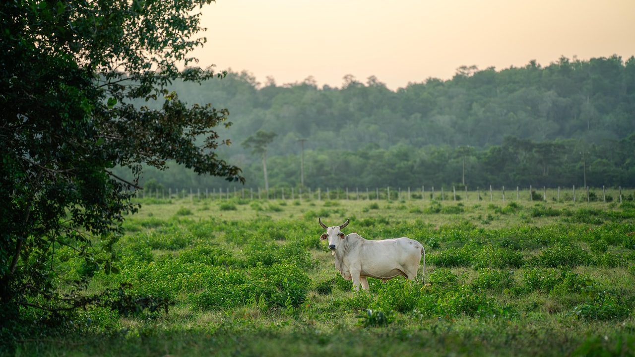 Governo Federal lança Desenrola Rural para auxiliar agricultores familiares na regularização de dívidas