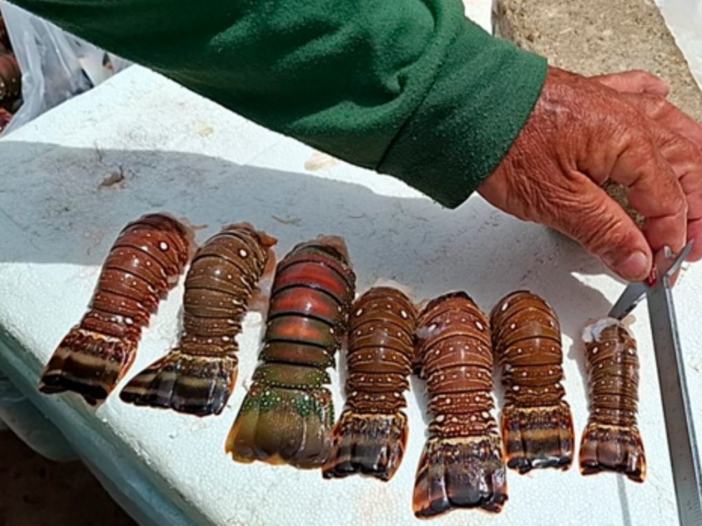 Ibama apreende 4,7 toneladas de lagostas e pescados em período de defeso no Rio Grande do Norte