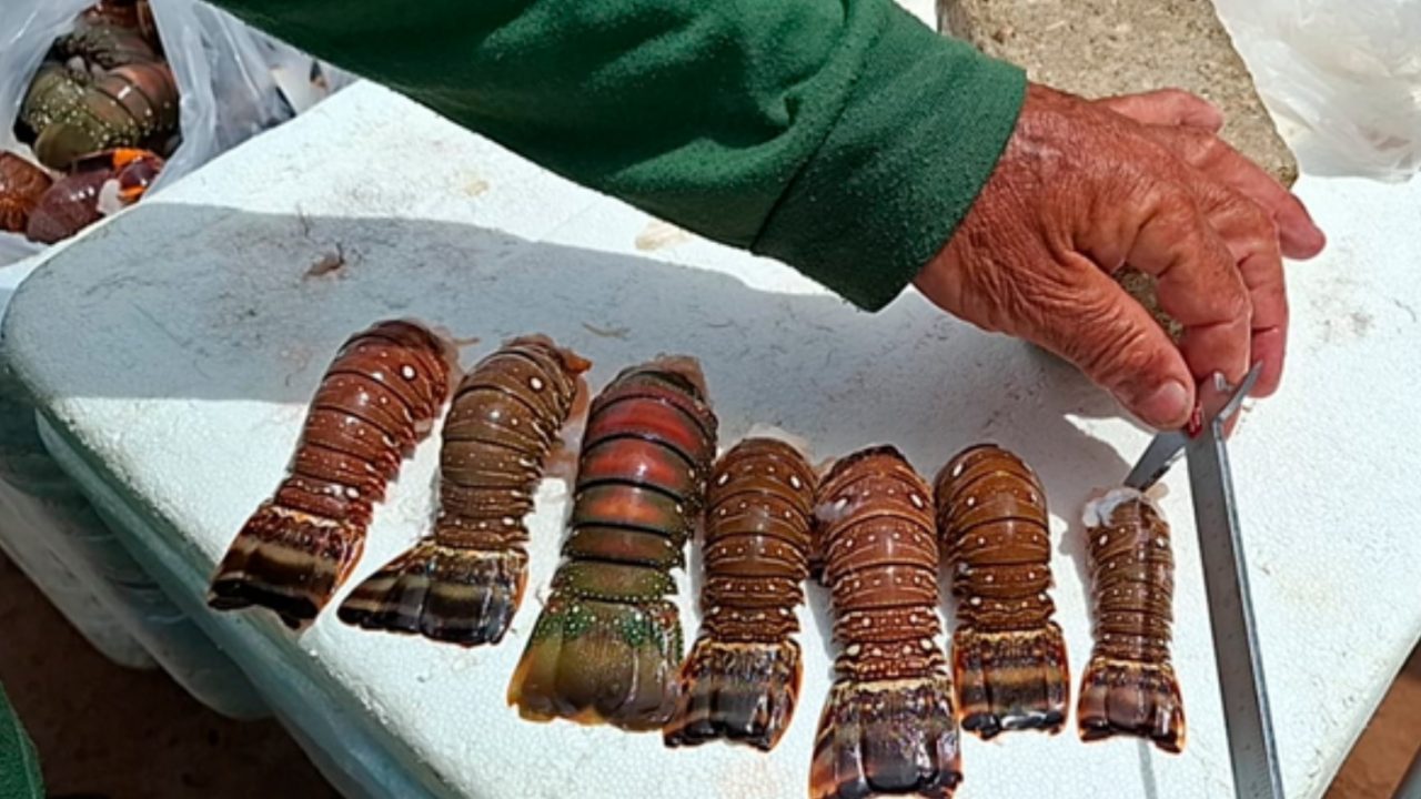 Ibama apreende 4,7 toneladas de lagostas e pescados em período de defeso no Rio Grande do Norte