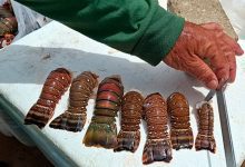 Ibama apreende 4,7 toneladas de lagostas e pescados em período de defeso no Rio Grande do Norte