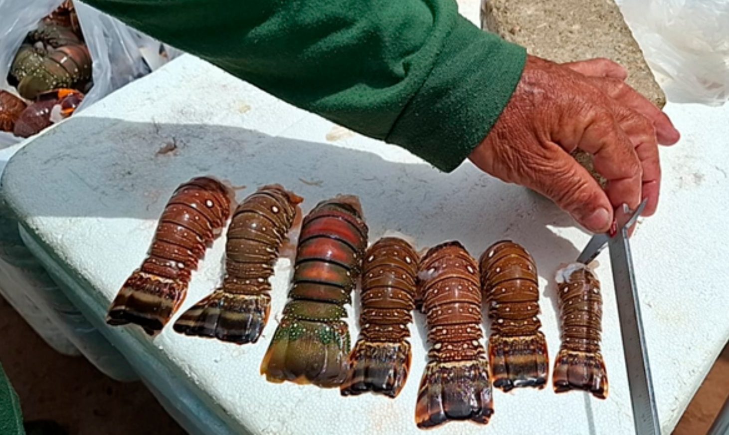 Ibama apreende 4,7 toneladas de lagostas e pescados em período de defeso no Rio Grande do Norte