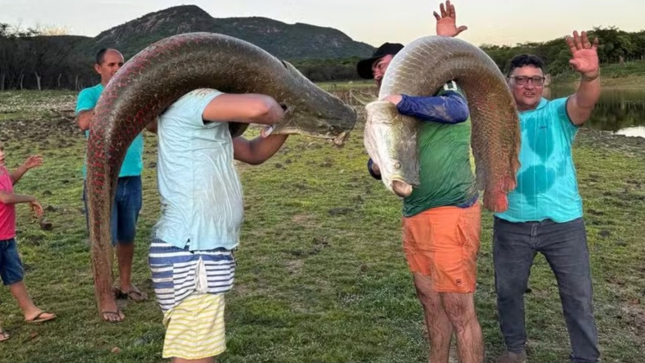 Pescadores capturam pirarucus gigantes em açude no interior do Rio Grande do Norte